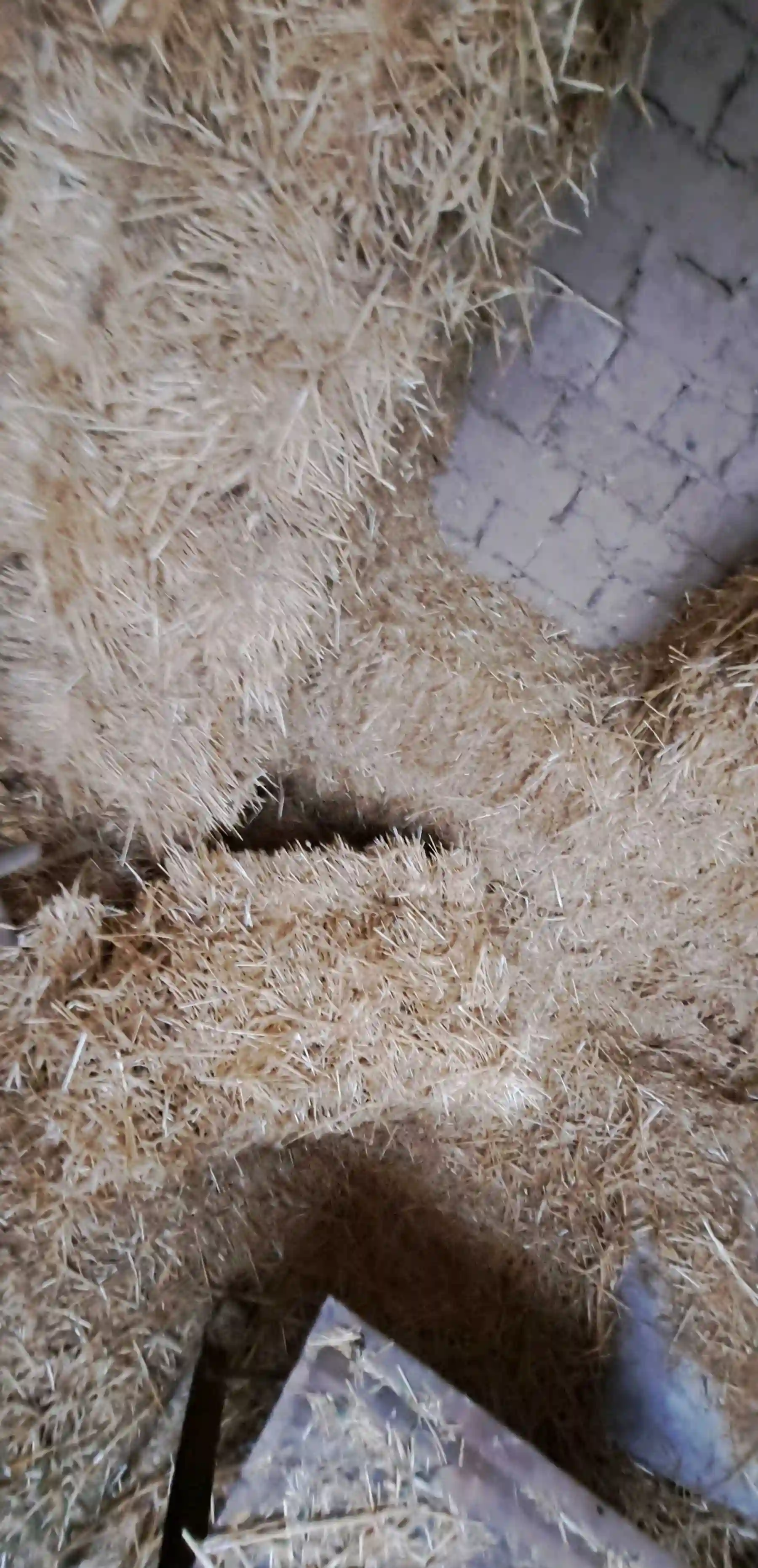 Преси гандум
