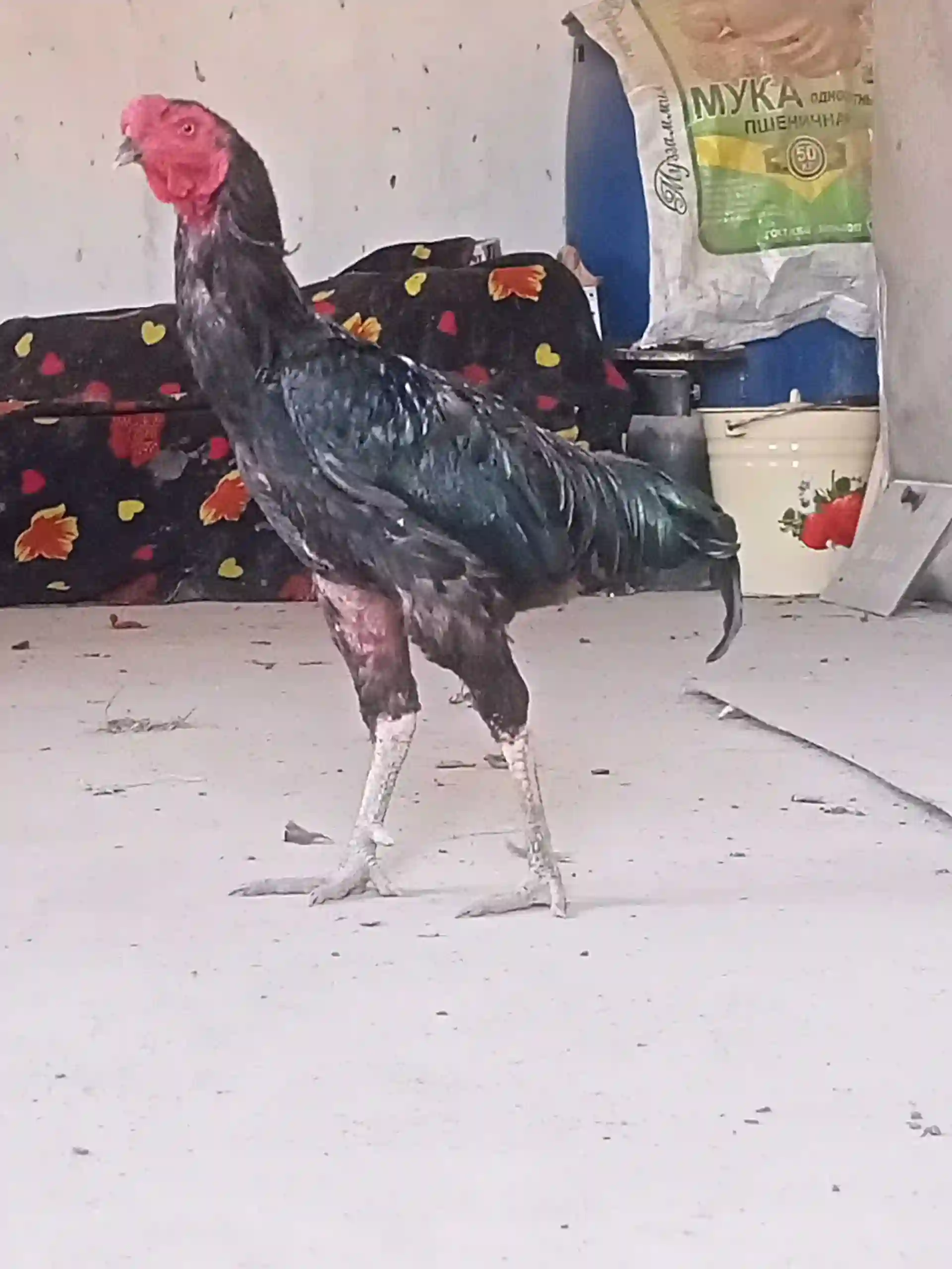 Дакан
