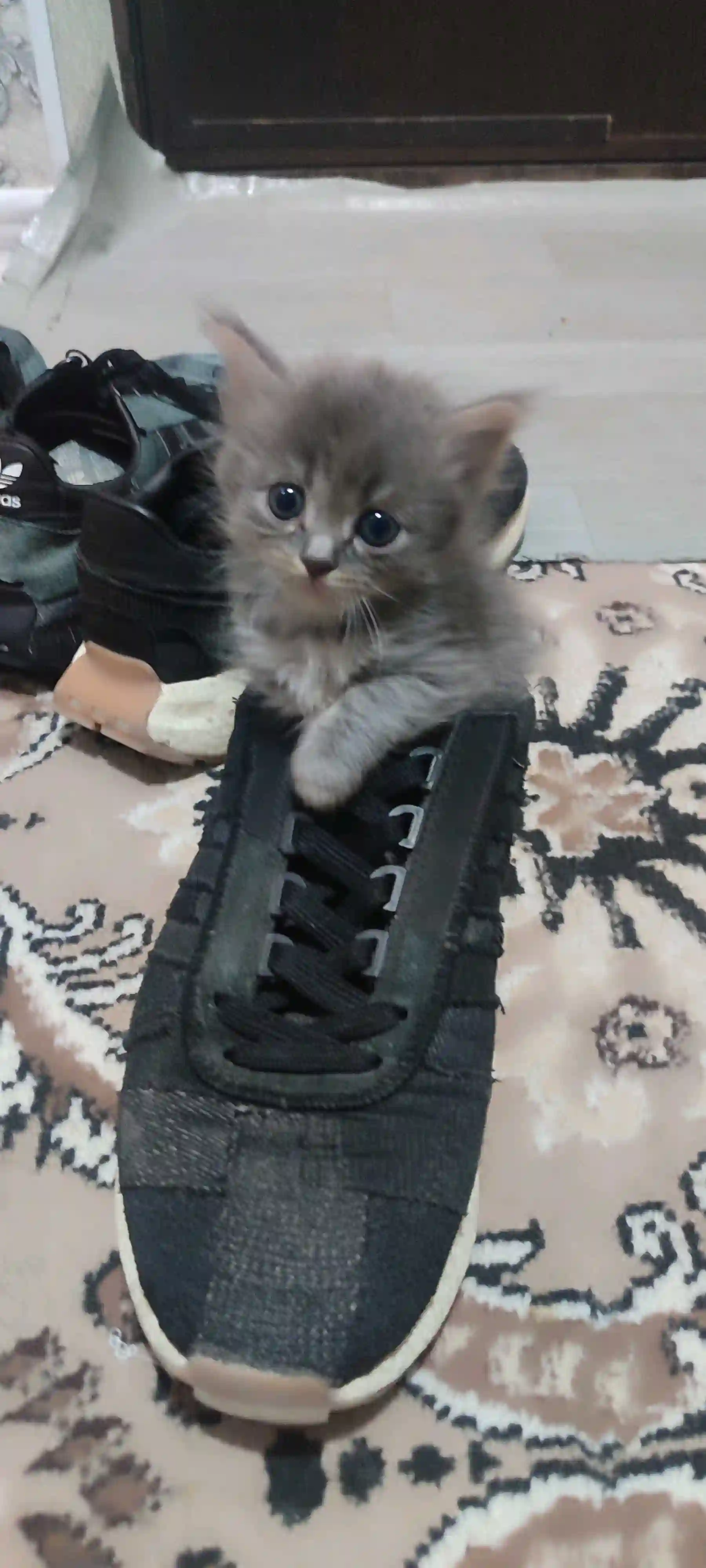 Шотландский котенок 